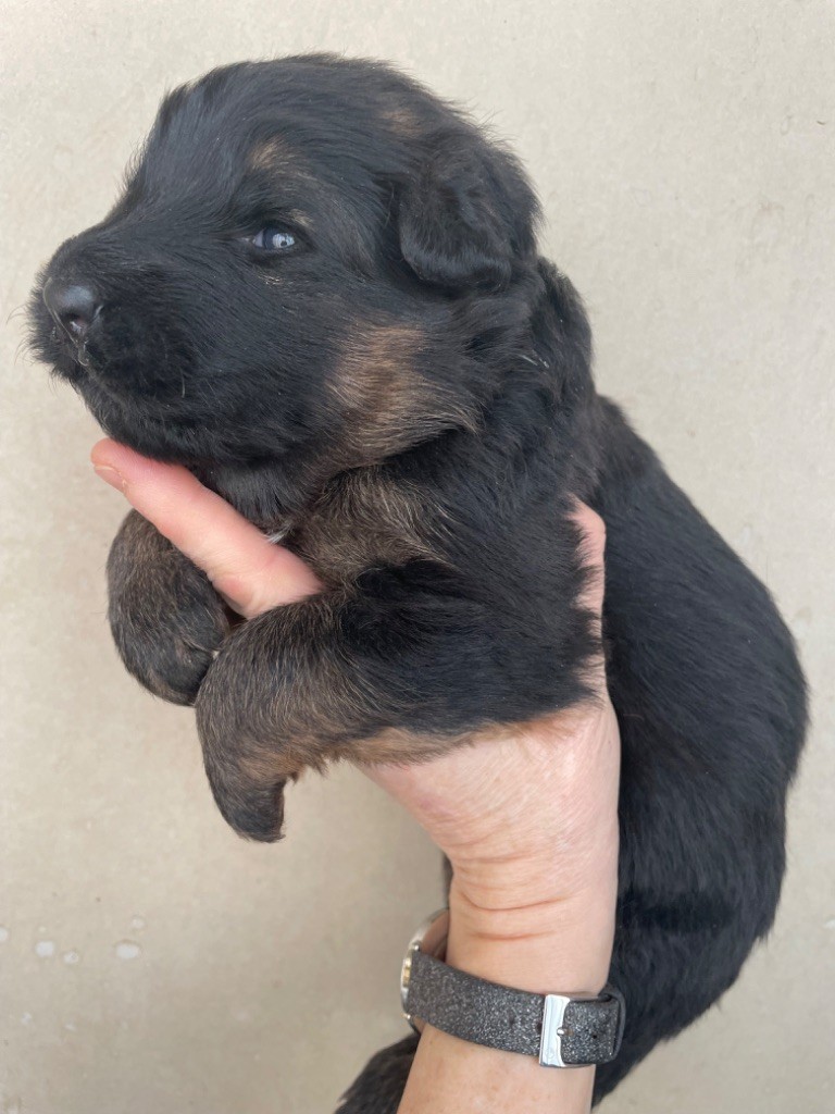 Du Val Des Grands Sacres - Chiot disponible  - Berger Allemand Poil Long