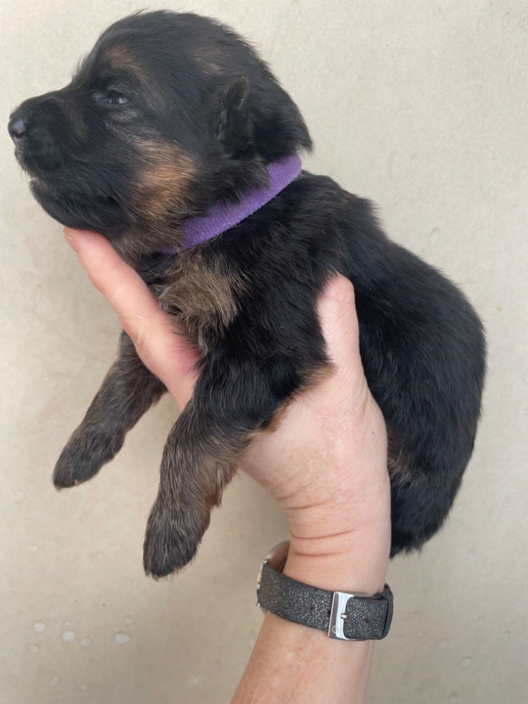 Du Val Des Grands Sacres - Chiot disponible  - Berger Allemand Poil Long