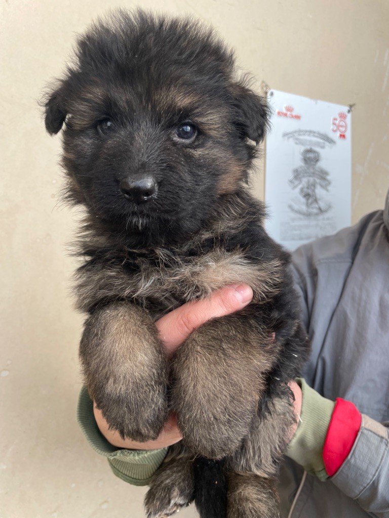 Du Val Des Grands Sacres - Chiot disponible  - Berger Allemand Poil Long