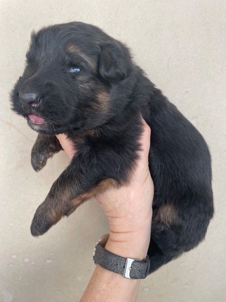 Du Val Des Grands Sacres - Chiot disponible  - Berger Allemand Poil Long