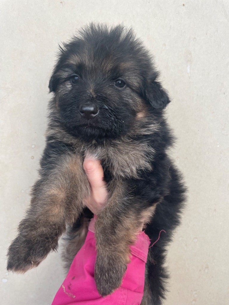 Du Val Des Grands Sacres - Chiot disponible  - Berger Allemand Poil Long