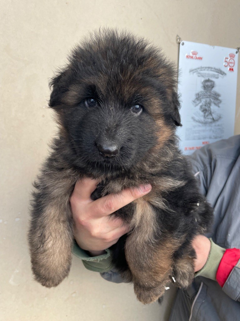 Du Val Des Grands Sacres - Chiot disponible  - Berger Allemand Poil Long