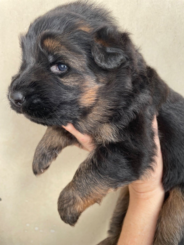 Du Val Des Grands Sacres - Chiot disponible  - Berger Allemand Poil Long