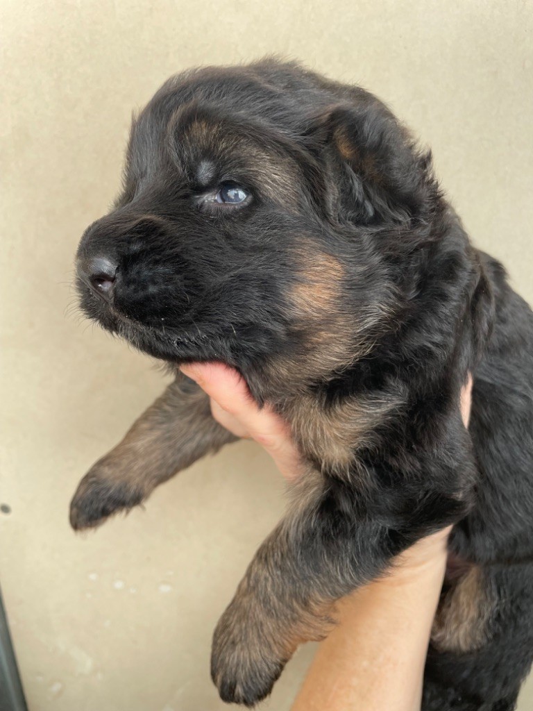 Du Val Des Grands Sacres - Chiot disponible  - Berger Allemand Poil Long