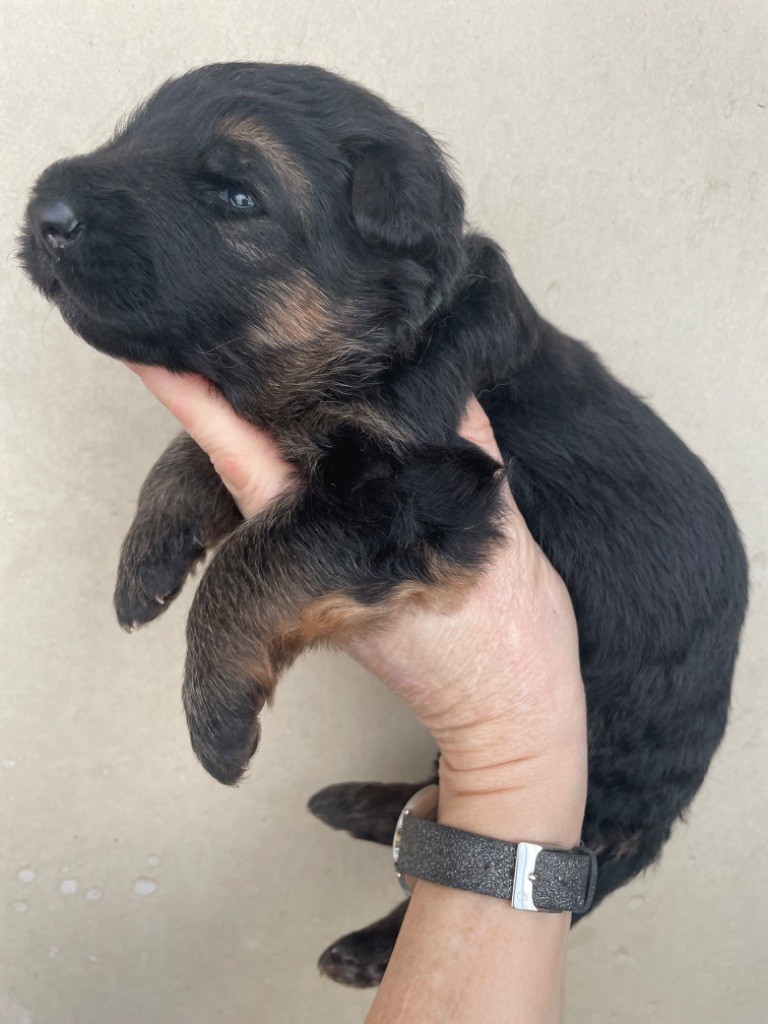 Du Val Des Grands Sacres - Chiot disponible  - Berger Allemand Poil Long