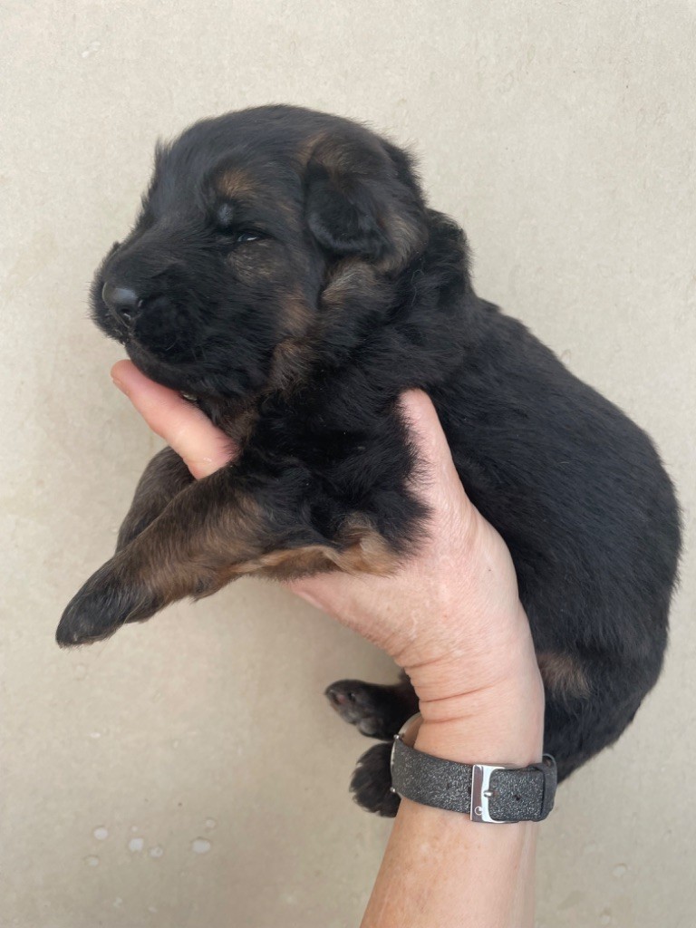 Du Val Des Grands Sacres - Chiot disponible  - Berger Allemand Poil Long