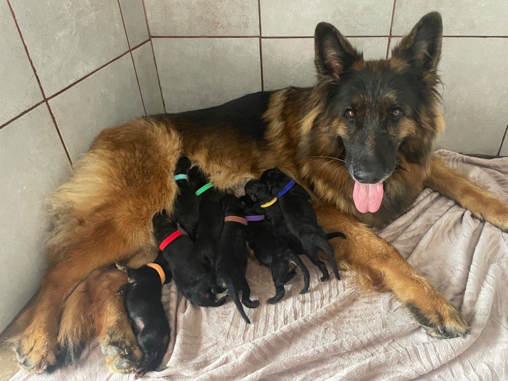 chiot Berger Allemand Poil Long Du Val Des Grands Sacres