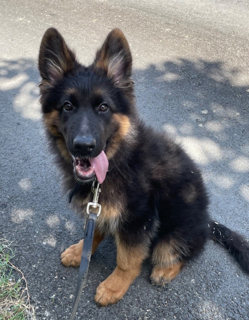 chiot Berger Allemand Poil Long Du Val Des Grands Sacres