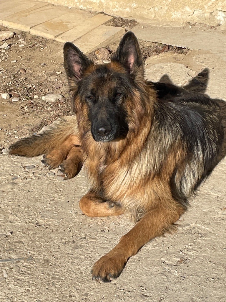 Thanos Du Val Des Grands Sacres