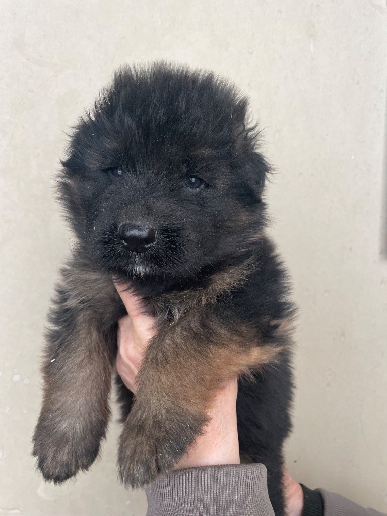 chiots disponibles
