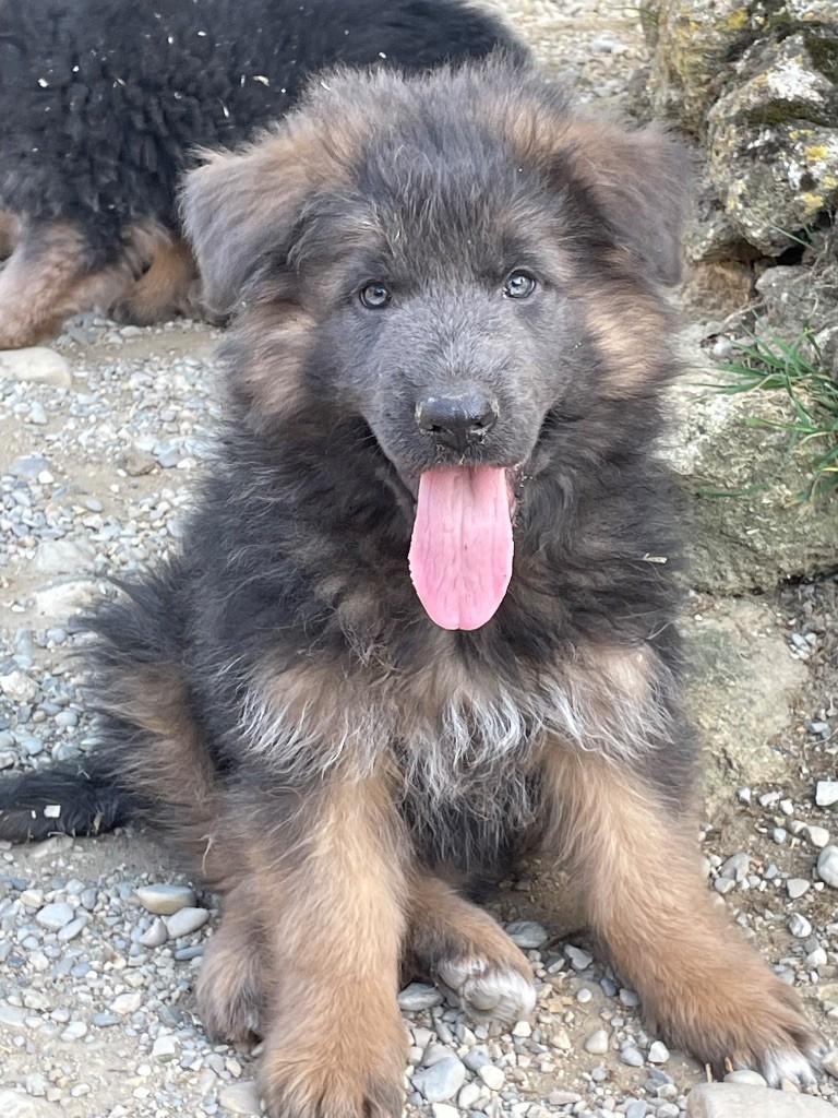 chiot Bleu