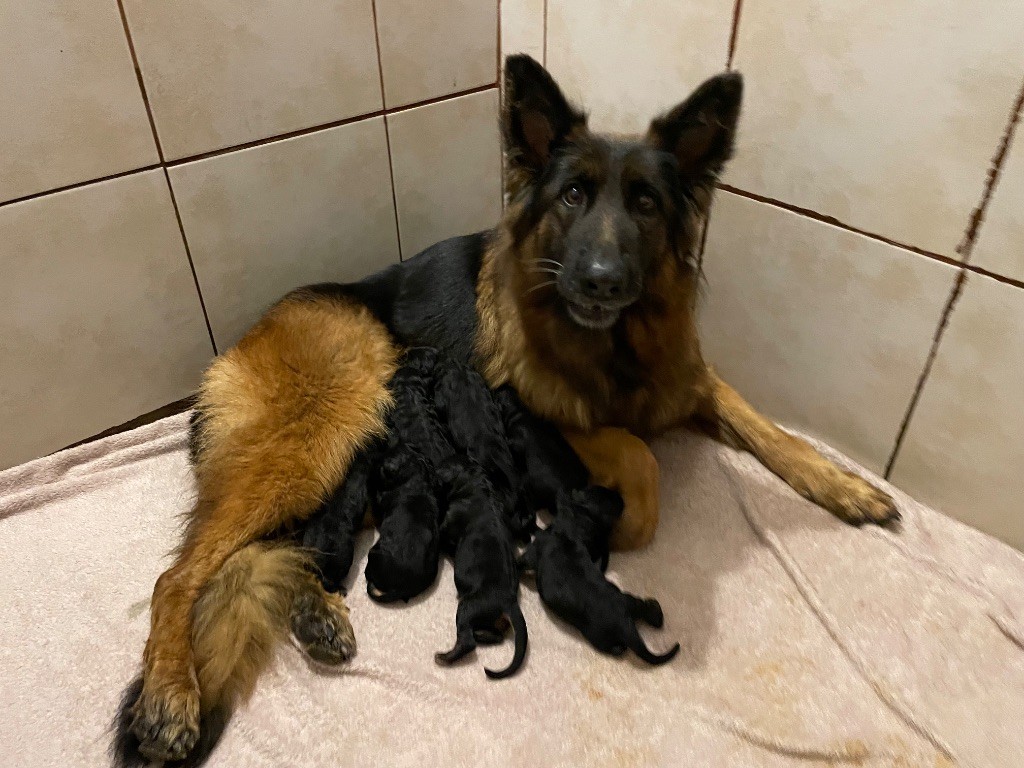 Du Val Des Grands Sacres - Chiots disponibles - Berger Allemand Poil Long