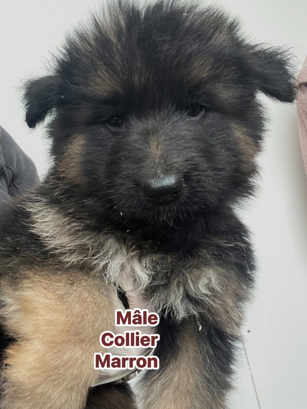 Du Val Des Grands Sacres - Chiots disponibles - Berger Allemand Poil Long