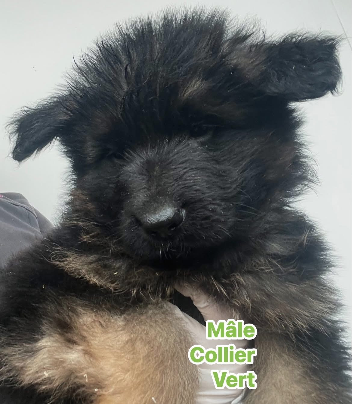 Du Val Des Grands Sacres - Chiots disponibles - Berger Allemand Poil Long