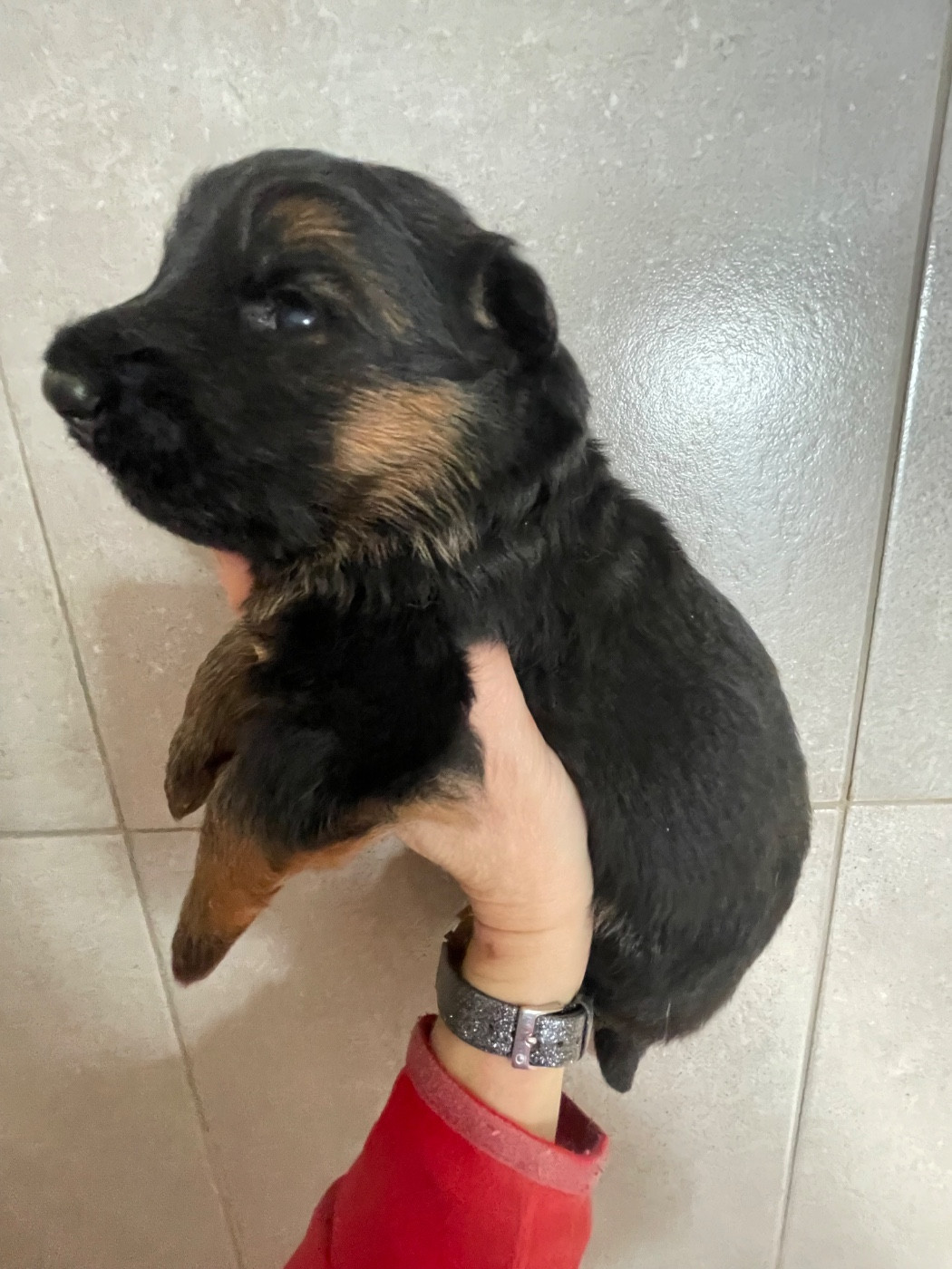 Du Val Des Grands Sacres - Chiots disponibles - Berger Allemand Poil Long