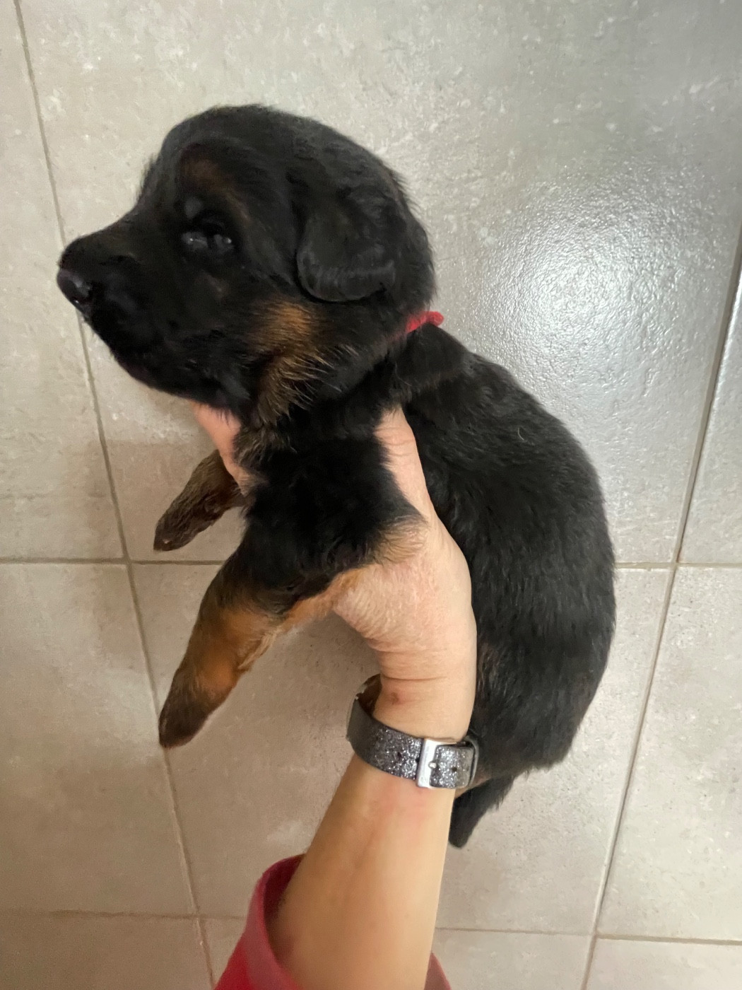Du Val Des Grands Sacres - Chiots disponibles - Berger Allemand Poil Long