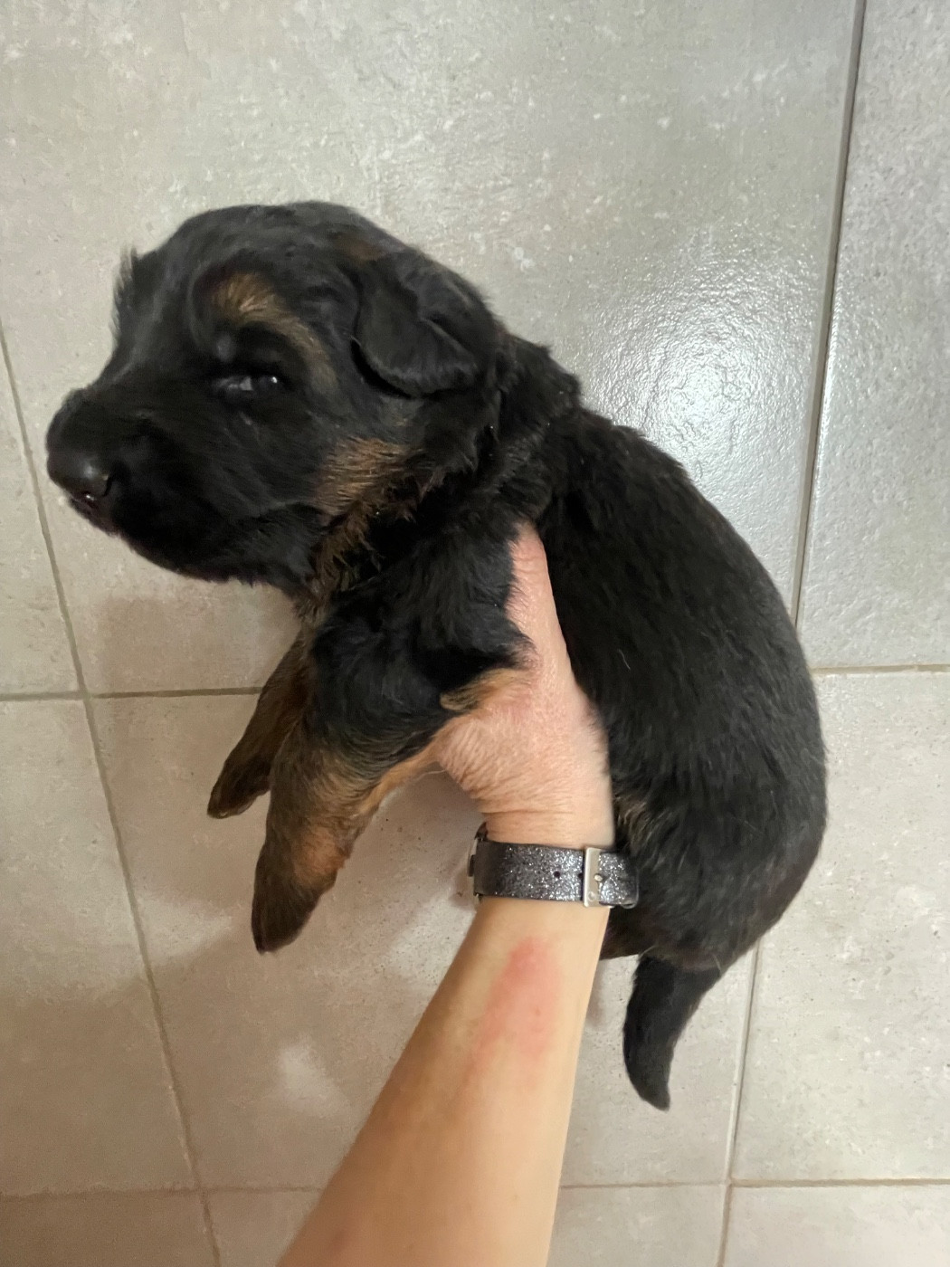 Du Val Des Grands Sacres - Chiots disponibles - Berger Allemand Poil Long