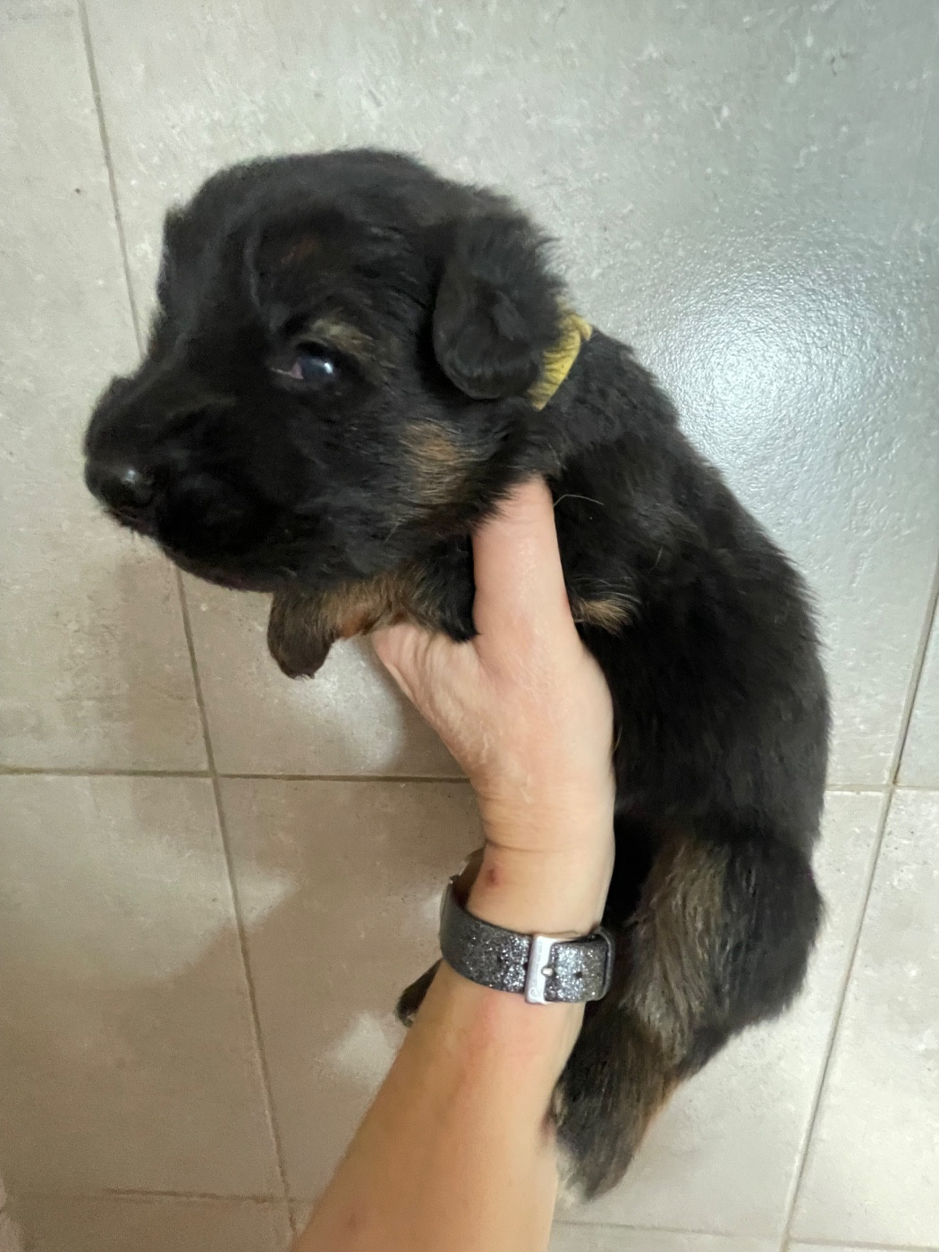 Du Val Des Grands Sacres - Chiots disponibles - Berger Allemand Poil Long