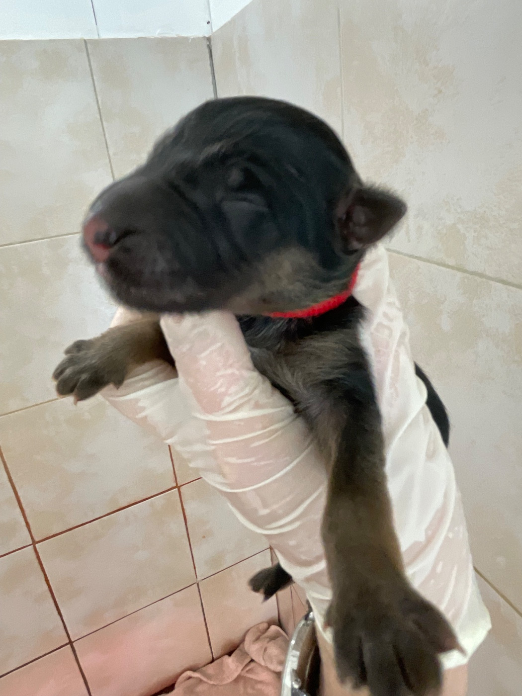 Du Val Des Grands Sacres - Chiots disponibles - Berger Allemand Poil Long