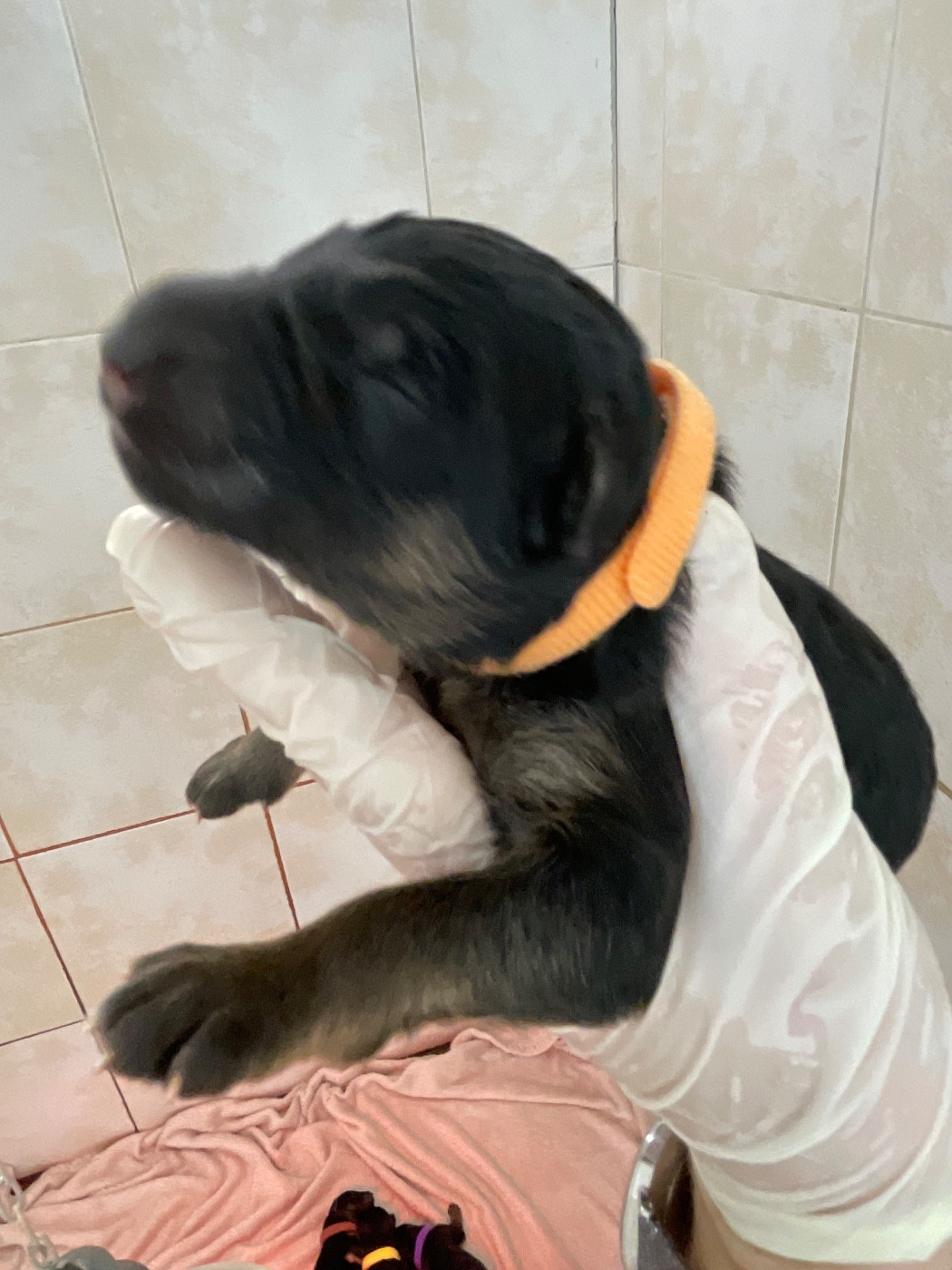 Du Val Des Grands Sacres - Chiots disponibles - Berger Allemand Poil Long