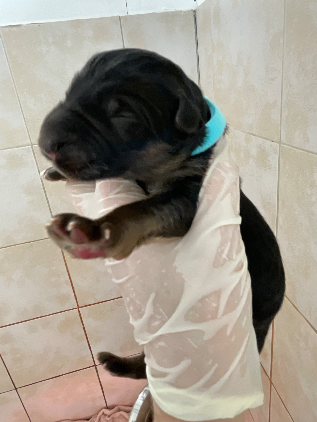 Du Val Des Grands Sacres - Chiots disponibles - Berger Allemand Poil Long