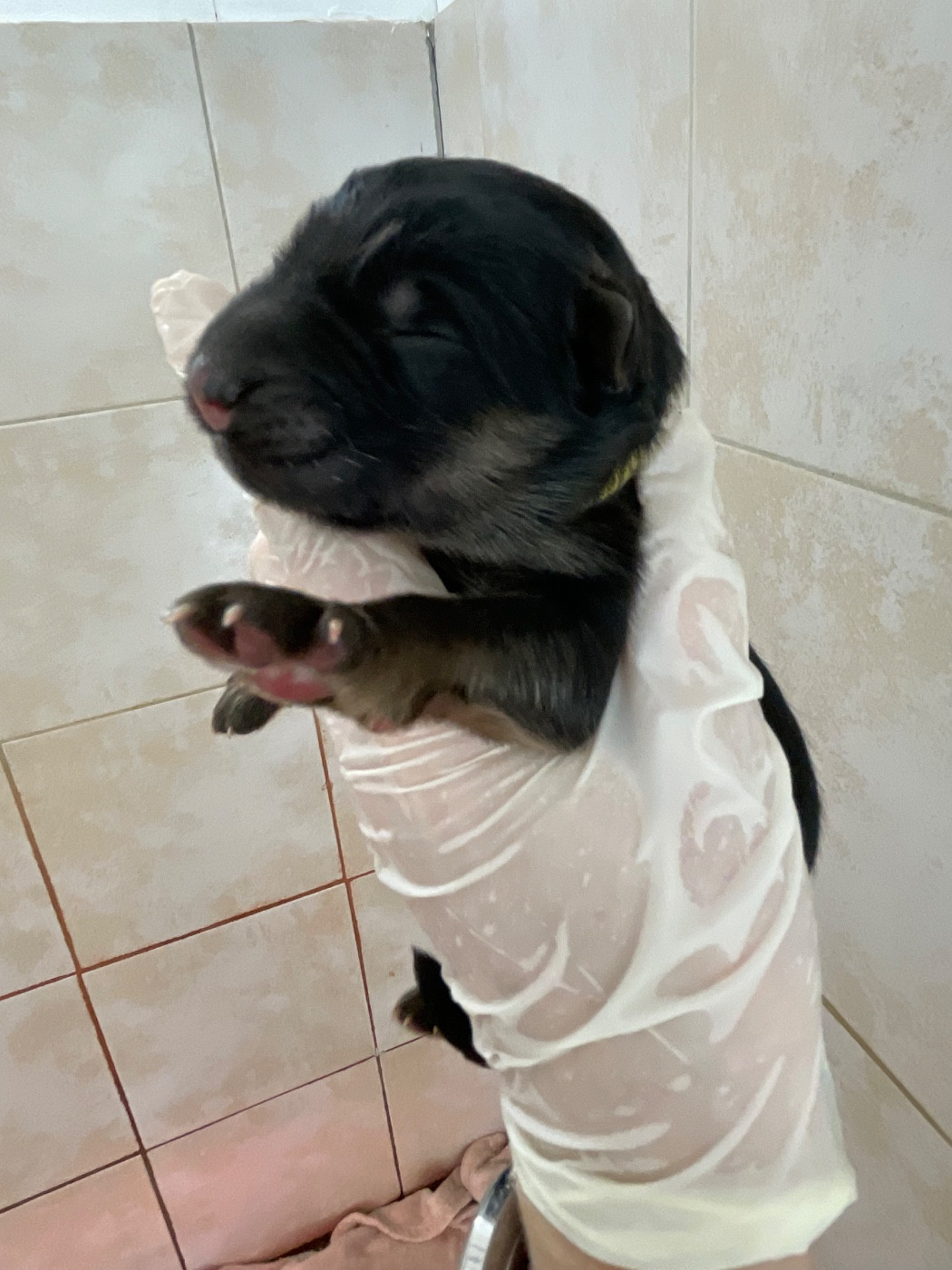 Du Val Des Grands Sacres - Chiots disponibles - Berger Allemand Poil Long