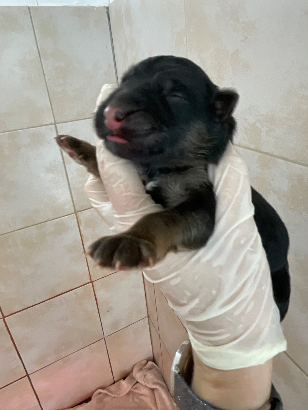 Du Val Des Grands Sacres - Chiots disponibles - Berger Allemand Poil Long