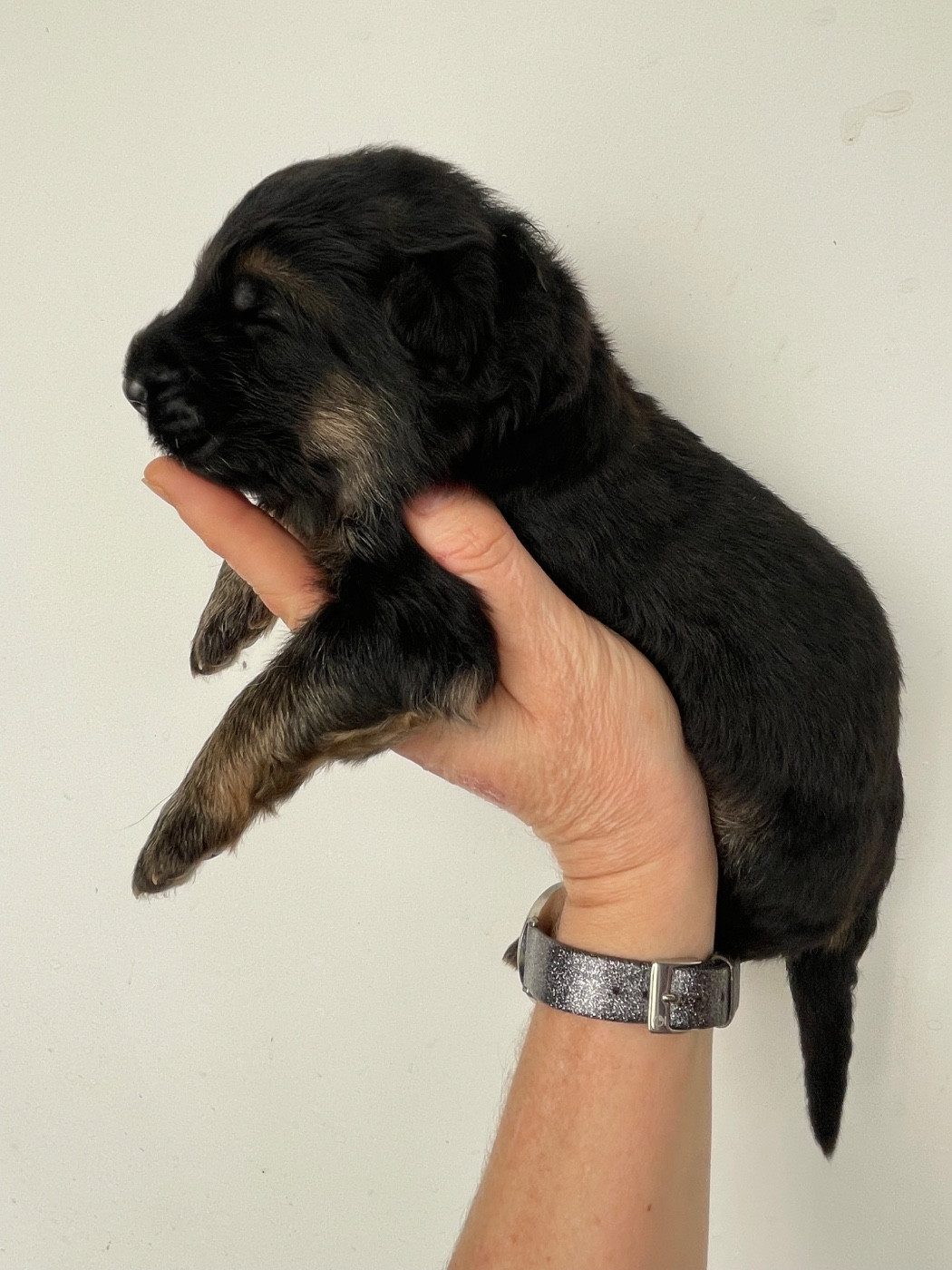 Du Val Des Grands Sacres - Chiots disponibles - Berger Allemand Poil Long