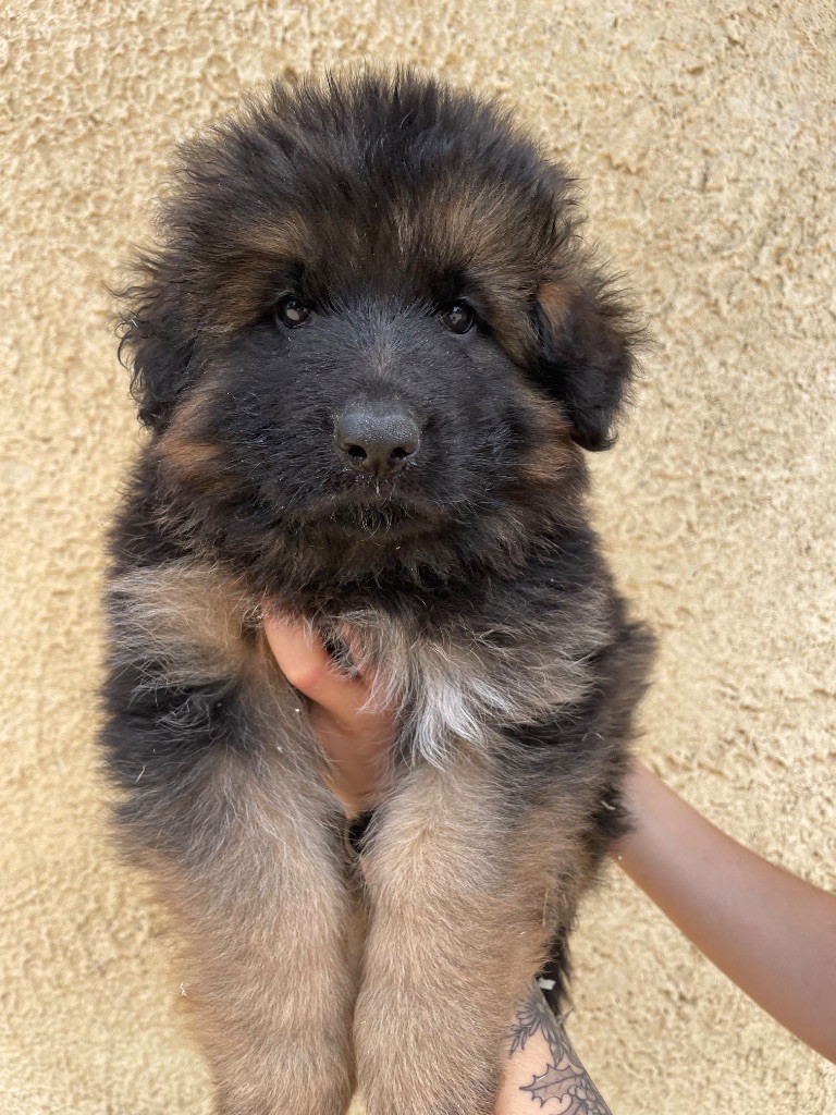 Du Val Des Grands Sacres - Chiots disponibles - Berger Allemand Poil Long