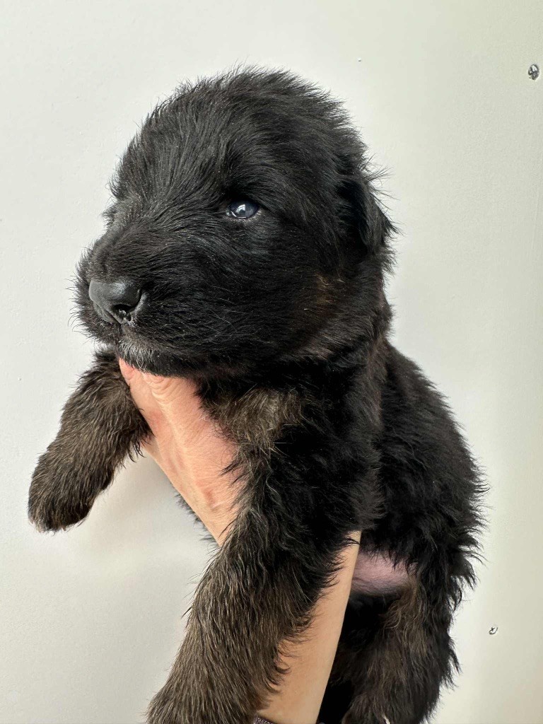 Du Val Des Grands Sacres - Chiots disponibles - Berger Allemand Poil Long