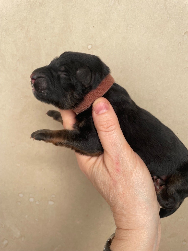 Du Val Des Grands Sacres - Chiots disponibles - Berger Allemand Poil Long