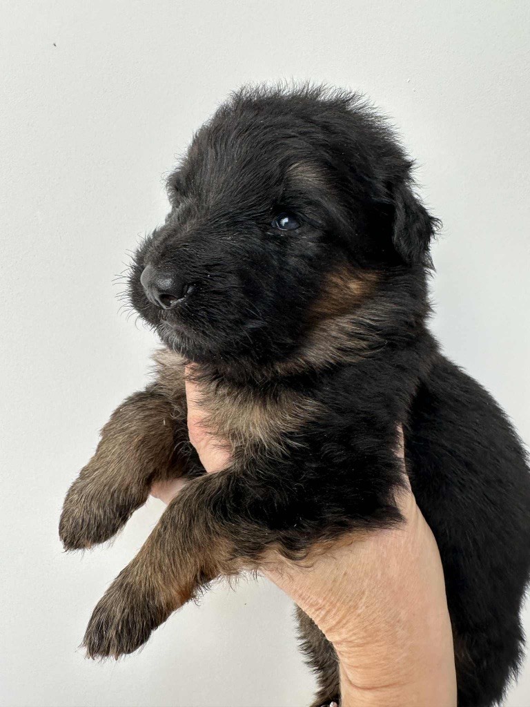 Du Val Des Grands Sacres - Chiots disponibles - Berger Allemand Poil Long