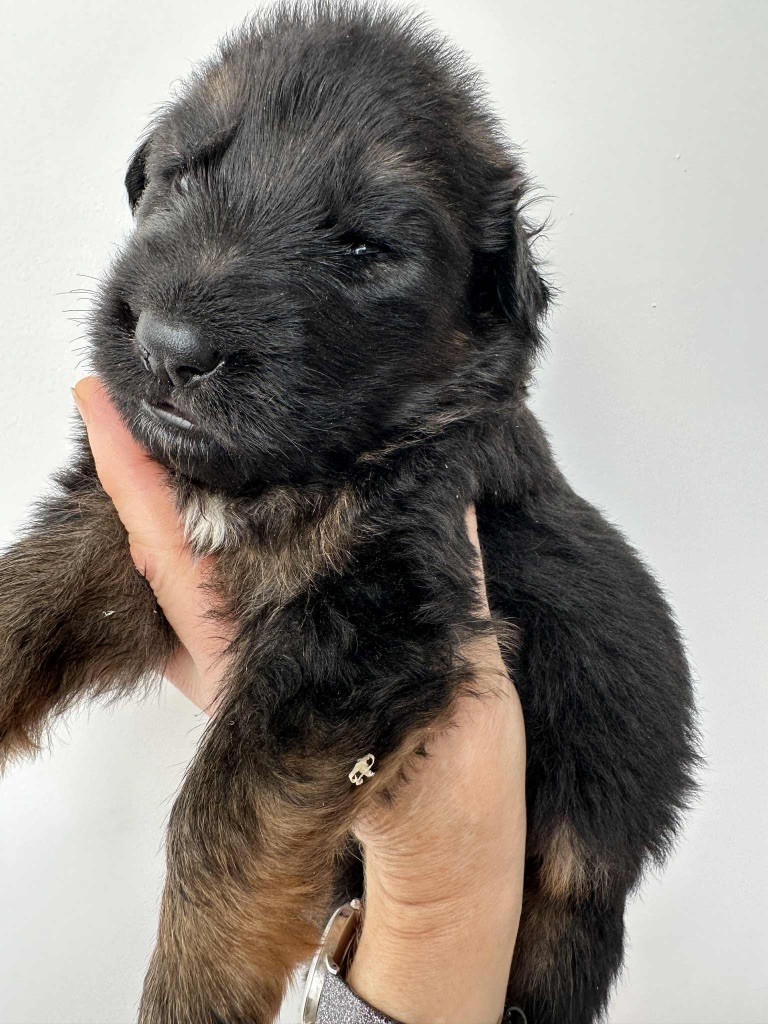 Du Val Des Grands Sacres - Chiots disponibles - Berger Allemand Poil Long