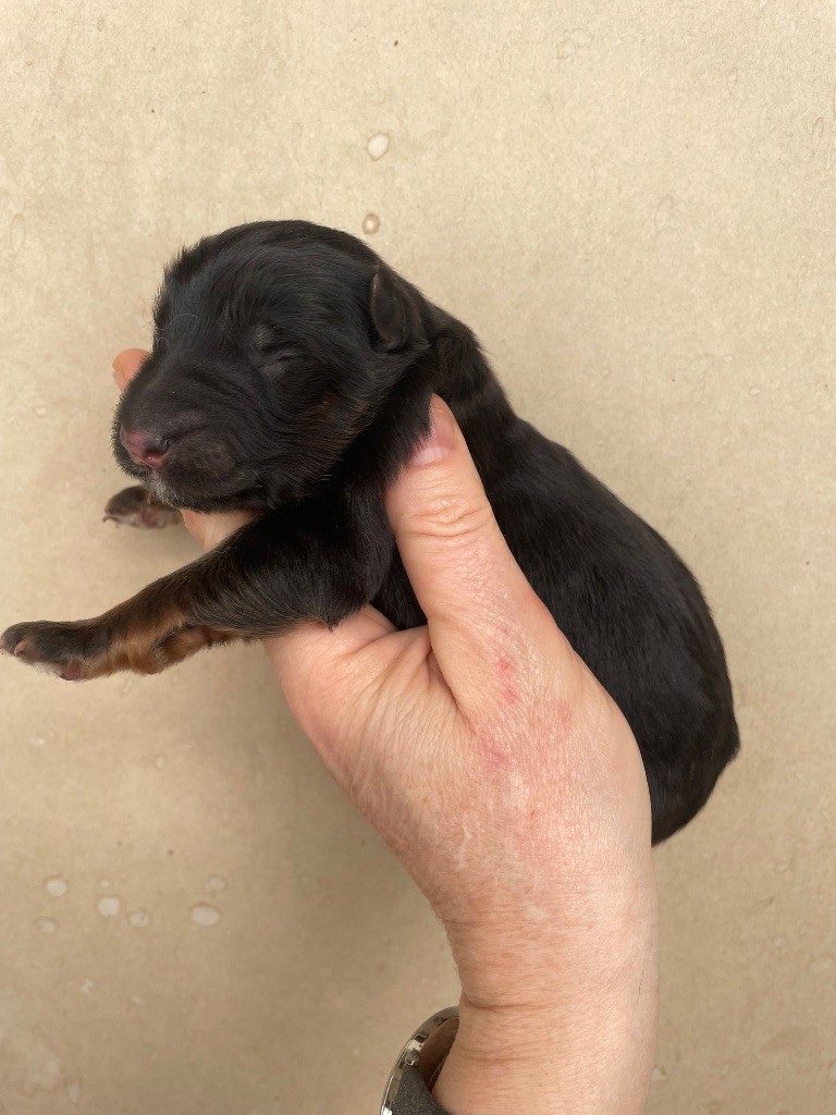 Du Val Des Grands Sacres - Chiots disponibles - Berger Allemand Poil Long