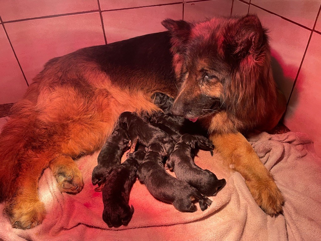 Chiot Berger Allemand Poil Long Du Val Des Grands Sacres