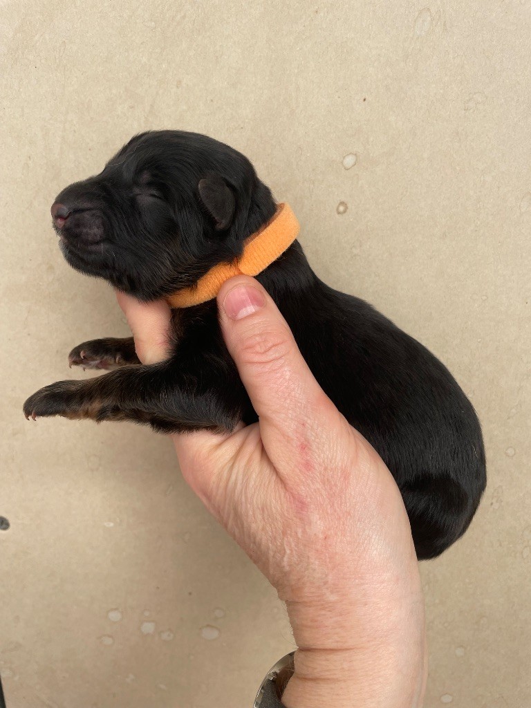 Du Val Des Grands Sacres - Chiots disponibles - Berger Allemand Poil Long