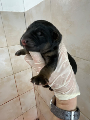 Femelle 1 sans collier