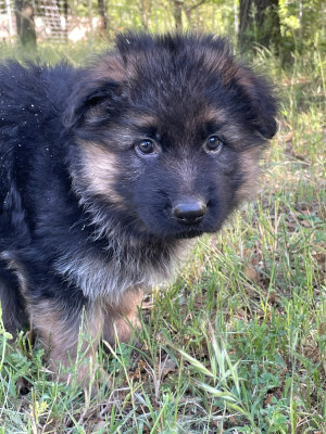 Mâle 1