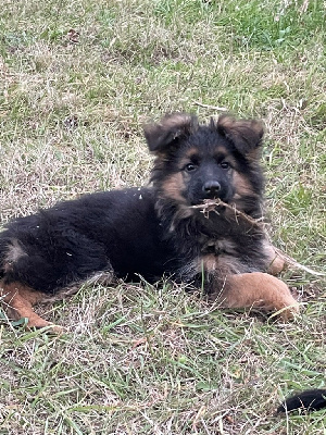 CHIOT 7