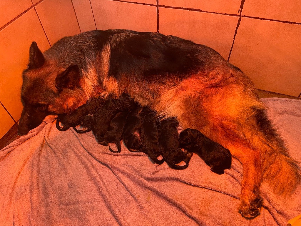 Du Val Des Grands Sacres - Berger Allemand Poil Long - Portée née le 01/10/2025