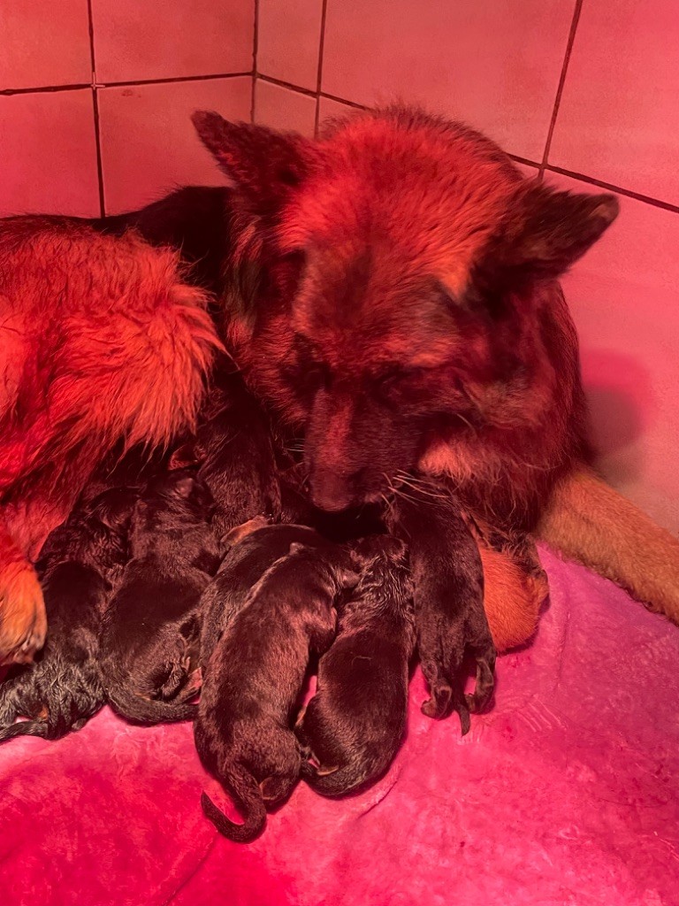 Chiot Berger Allemand Poil Long Du Val Des Grands Sacres