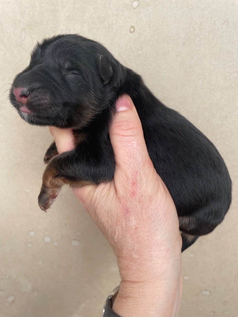 Du Val Des Grands Sacres - Chiots disponibles - Berger Allemand Poil Long