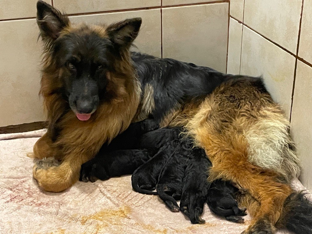 Du Val Des Grands Sacres - Berger Allemand Poil Long - Portée née le 17/09/2025